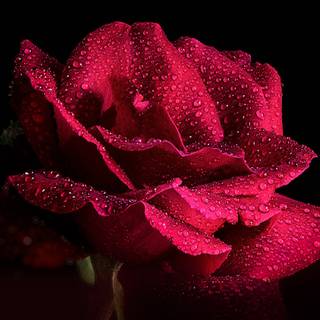 Maroon desktop wallpaper