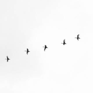 White minimalist desktop wallpaper