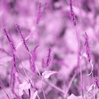 Lavender aesthetic desktop wallpaper