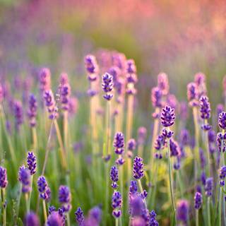 Lavender aesthetic desktop wallpaper