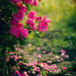 Garden mobile wallpaper