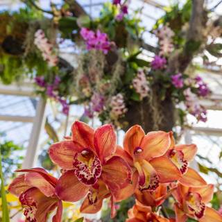 Garden mobile wallpaper