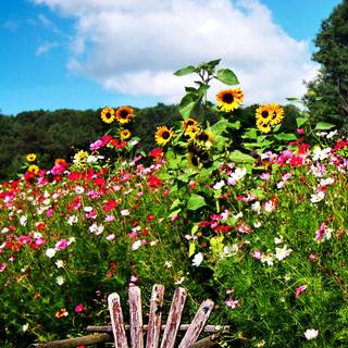 Garden mobile wallpaper