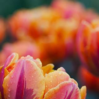 Garden mobile wallpaper