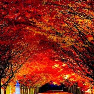 Garden mobile wallpaper