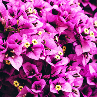 Garden mobile wallpaper