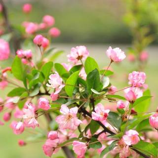 Garden mobile wallpaper