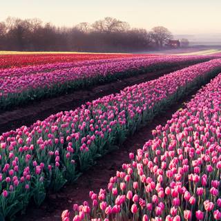 Garden mobile wallpaper