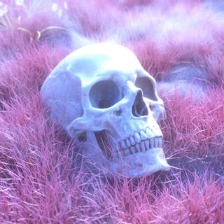 Skull iPhone 6 wallpaper