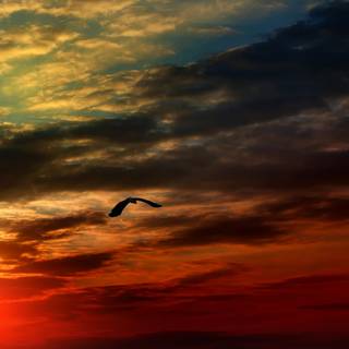 Nexus phone wallpaper