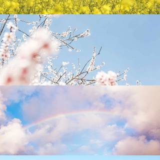 iPhone panoramic wallpaper