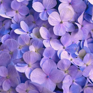 iPhone purple flower wallpaper