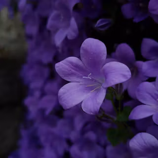 iPhone purple flower wallpaper