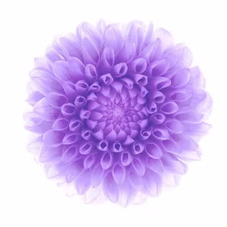 iPhone purple flower wallpaper