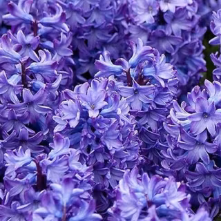 iPhone purple flower wallpaper