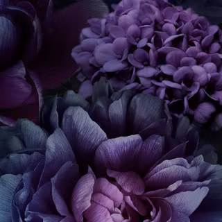 iPhone purple flower wallpaper