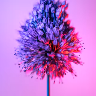 iPhone purple flower wallpaper