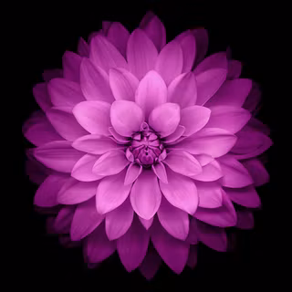 iPhone purple flower wallpaper