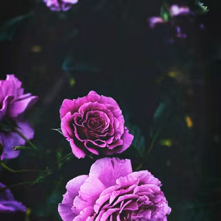 iPhone purple flower wallpaper