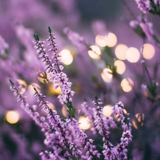 iPhone purple flower wallpaper