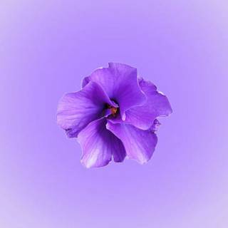 iPhone purple flower wallpaper