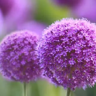 iPhone purple flower wallpaper
