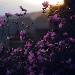 iPhone purple flower wallpaper