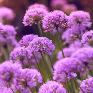 iPhone purple flower wallpaper