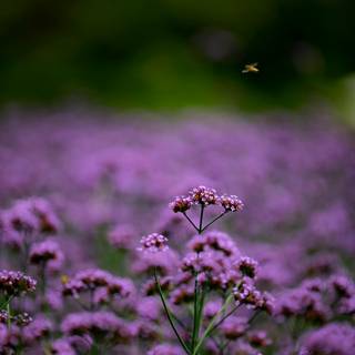 iPhone purple flower wallpaper