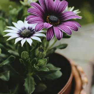 iPhone purple flower wallpaper