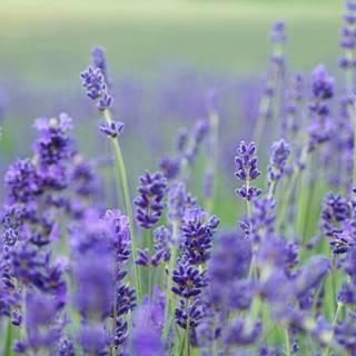 iPhone purple flower wallpaper