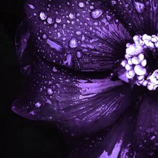 iPhone purple flower wallpaper