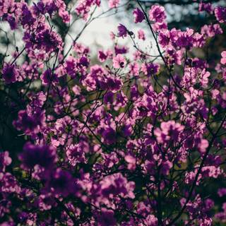 iPhone purple flower wallpaper