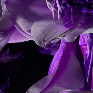 iPhone purple flower wallpaper