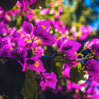 iPhone purple flower wallpaper