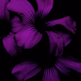iPhone purple flower wallpaper