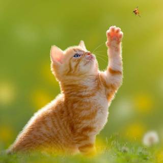 Cute animals desktop wallpaper