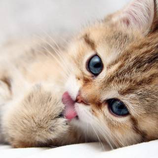 Cute animals desktop wallpaper