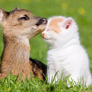 Cute animals desktop wallpaper