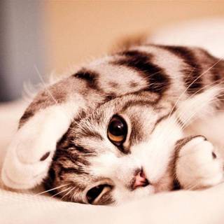 Cute animals desktop wallpaper