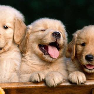 Cute animals desktop wallpaper