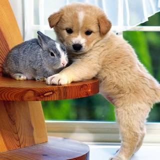 Cute animals desktop wallpaper