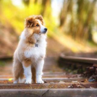 Cute animals desktop wallpaper