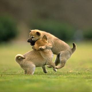 Cute animals desktop wallpaper