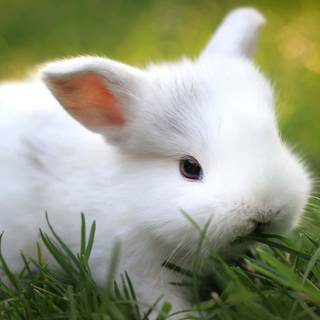 Cute animals desktop wallpaper