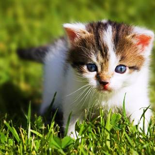 Cute animals desktop wallpaper