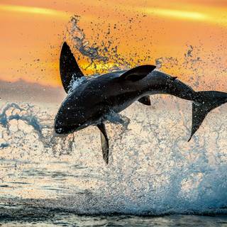 Cute animals desktop wallpaper