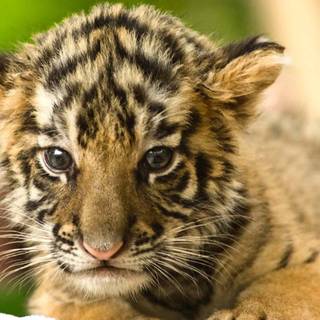 Cute animals desktop wallpaper