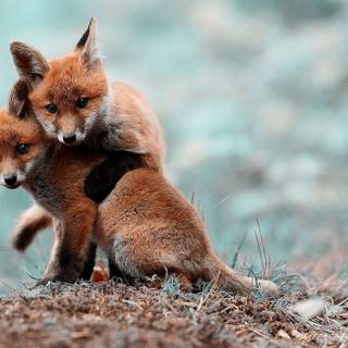 Cute animals desktop wallpaper