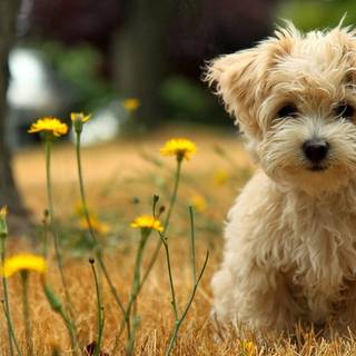 Cute animals desktop wallpaper